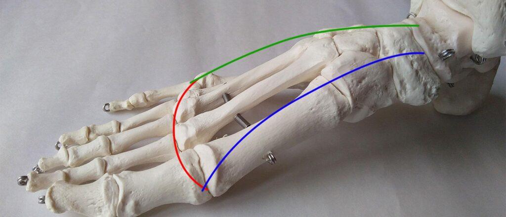 足の骨が山なりになったアーチ構造