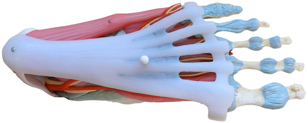 foot anatomy bottom