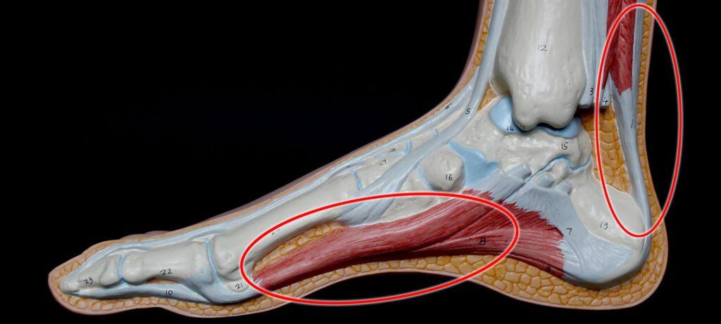 アキレス腱と足底の筋・腱